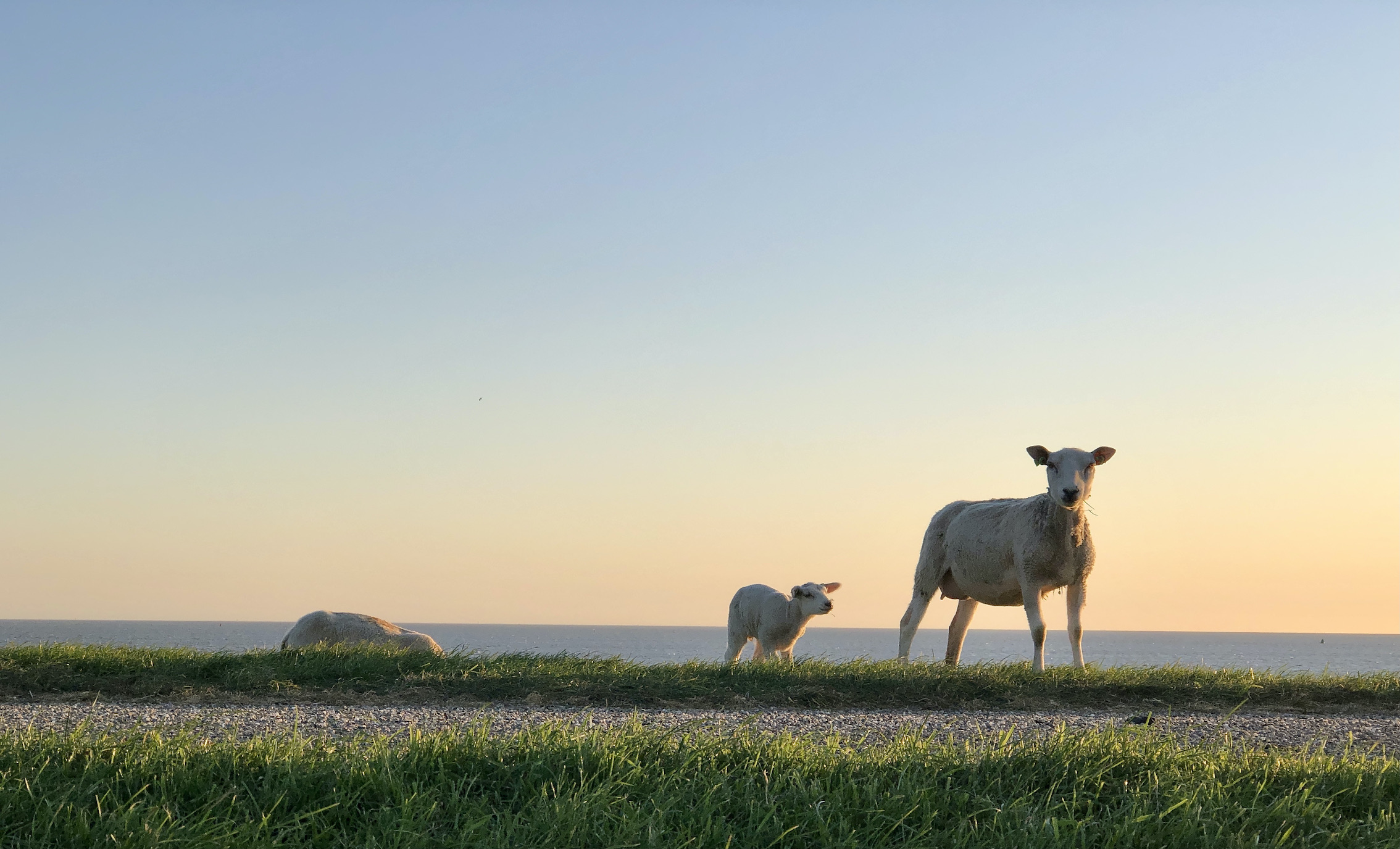 Weekendworkshop Gehechtheid, afhankelijkheid, autonomie en relaties